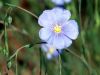 Linum austriacum