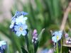 Myosotis alpestris