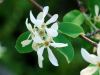 Amelanchier ovalis