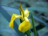 Iris pseudacorus