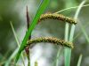 Carex acuta