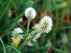 Trifolium montanum