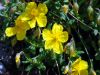 Helianthemum grandiflorum