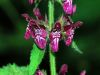 Stachys sylvatica