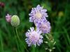 Scabiosa vestita