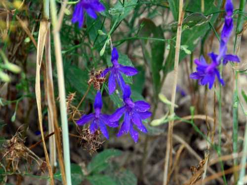 Fleurs