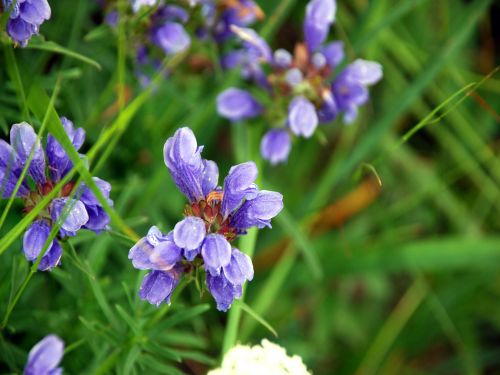 Fleurs