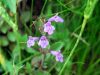 Clinopodium alpinum