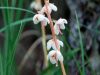 Pyrola rotundifolia