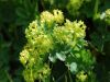 Alchemilla fissa