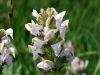 Pedicularis gyroflexa