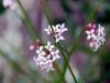 Asperula cynanchica