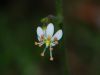 Saxifraga cuneifolia