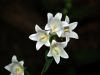 Campanula latifolia