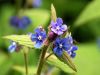 Pentaglottis sempervirens