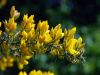 Ulex europaeus