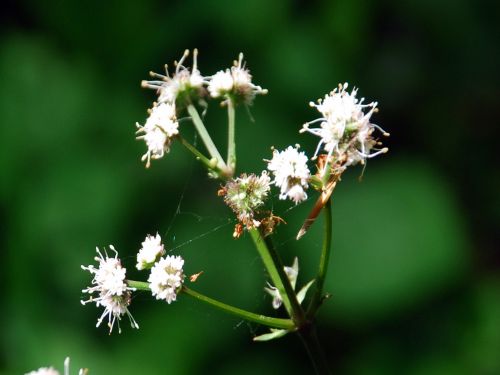 Fleurs