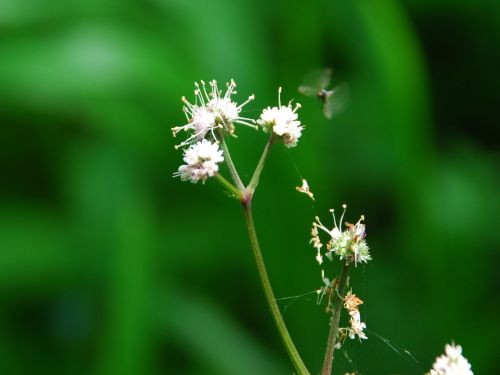 Fleurs