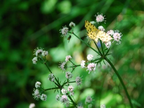 Fleurs