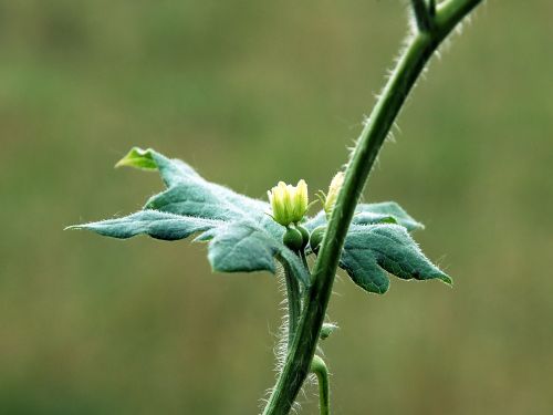 Fleurs