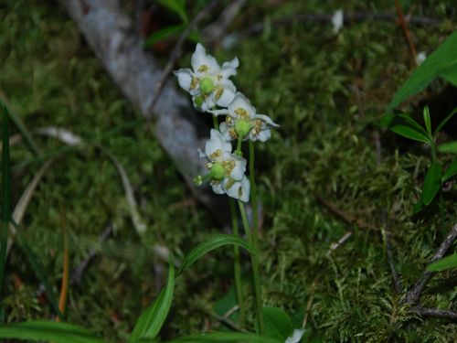 Fleurs