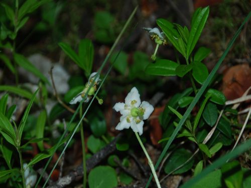 Fleurs