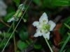 Moneses uniflora