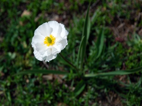 Fleurs