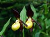 Cypripedium calceolus