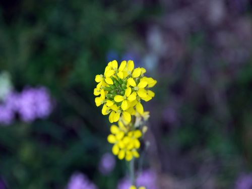 Fleurs