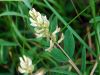 Astragalus glycyphyllos