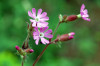 Silene dioica