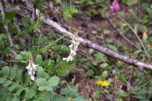 Fleurs