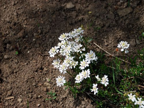 Fleurs