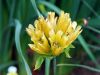 Gentiana punctata