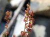 Rumex scutatus