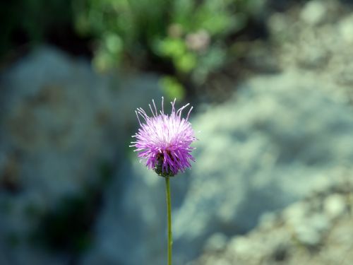 Fleurs