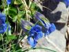 Gentiana acaulis