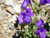 Campanula medium