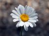 Leucanthemum vulgare