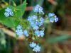 Omphalodes verna