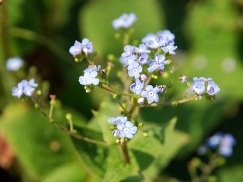 Fleurs