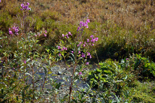 Fleurs