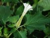 Datura stramonium