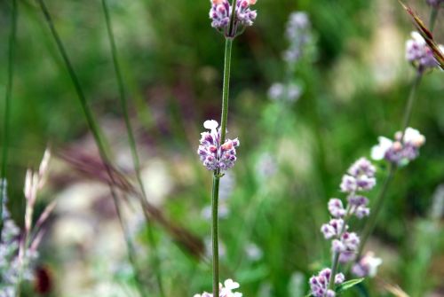 Fleurs