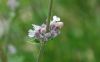 Nepeta nepetella