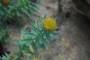 Rhodiola rosea