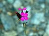 Dianthus carthusianorum