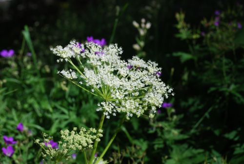 Fleurs