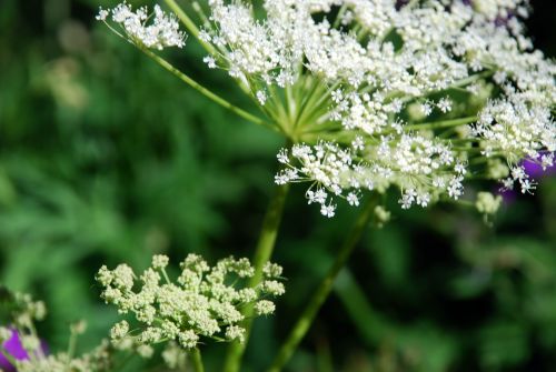 Fleurs